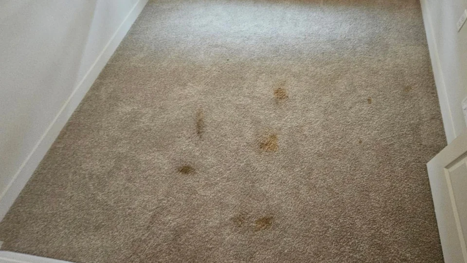 Carpet Cleaning Portland OR with stain removals.