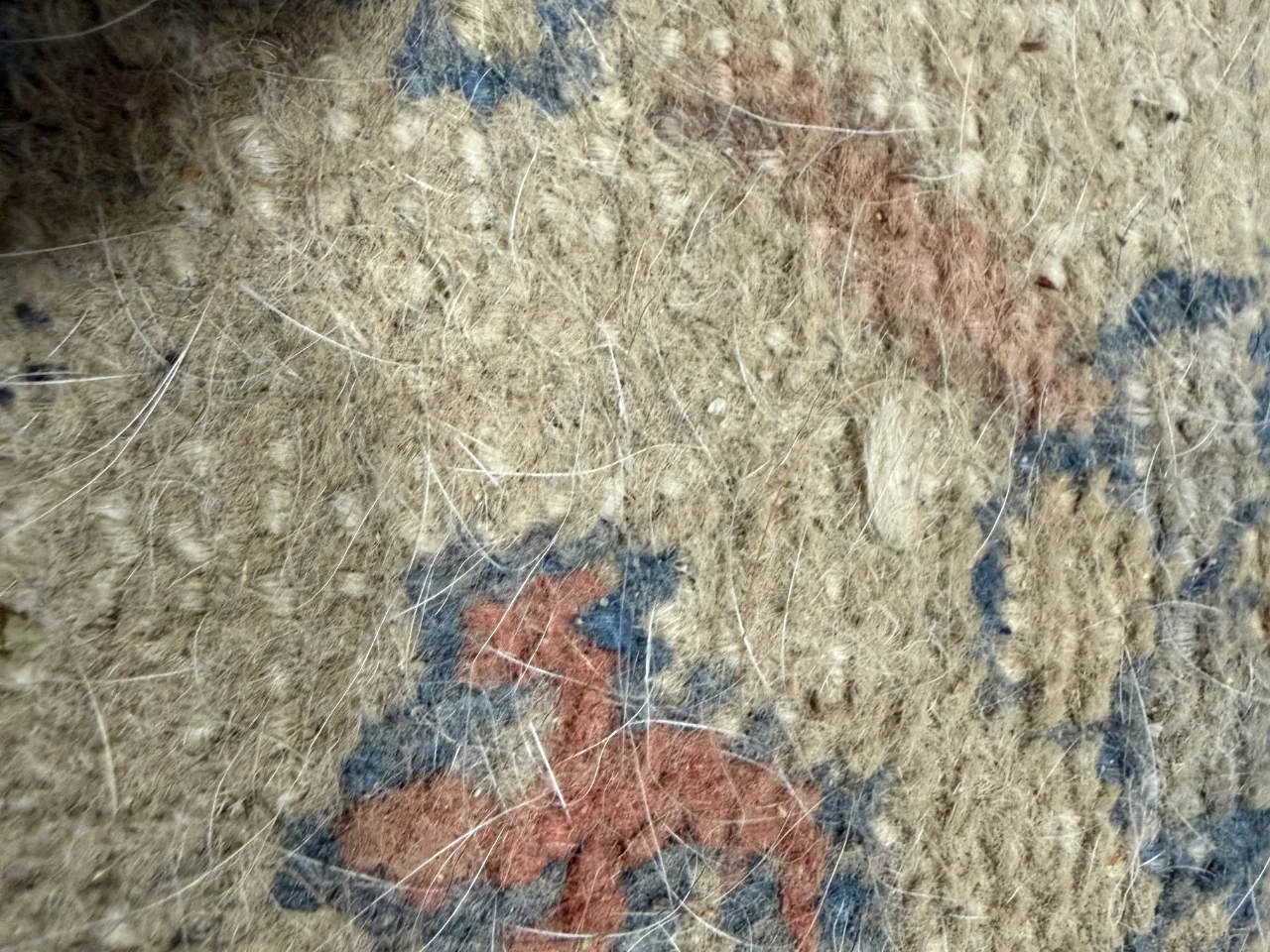 Close-up of pet hair in the pile of the Persian 9x12 rug